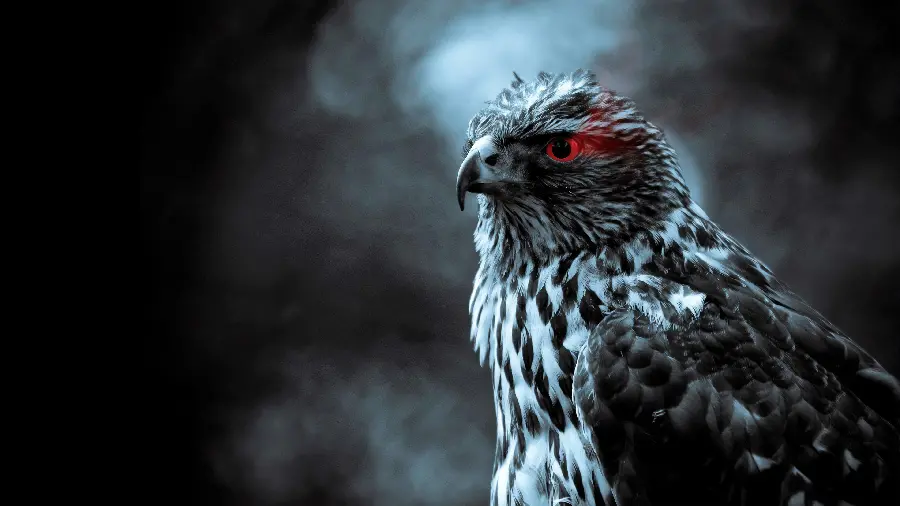 Madagascar Snake Eagle 4K Wallpaper