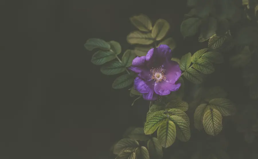 Full HD purple flower wallpaper for phones and social media