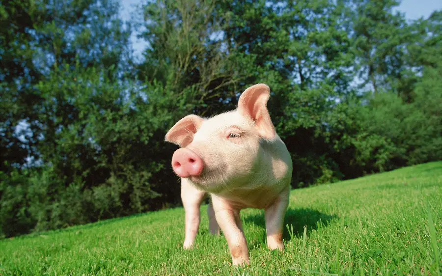 Pig Background HQ Image 2025
