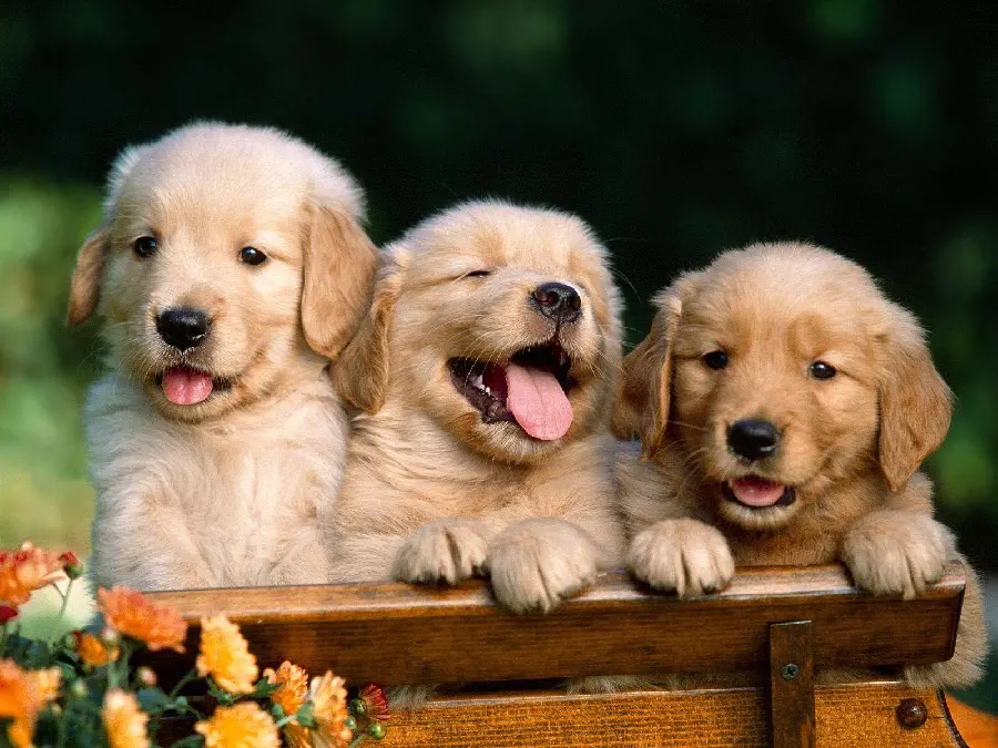 Cute Puppies High-Resolution Images