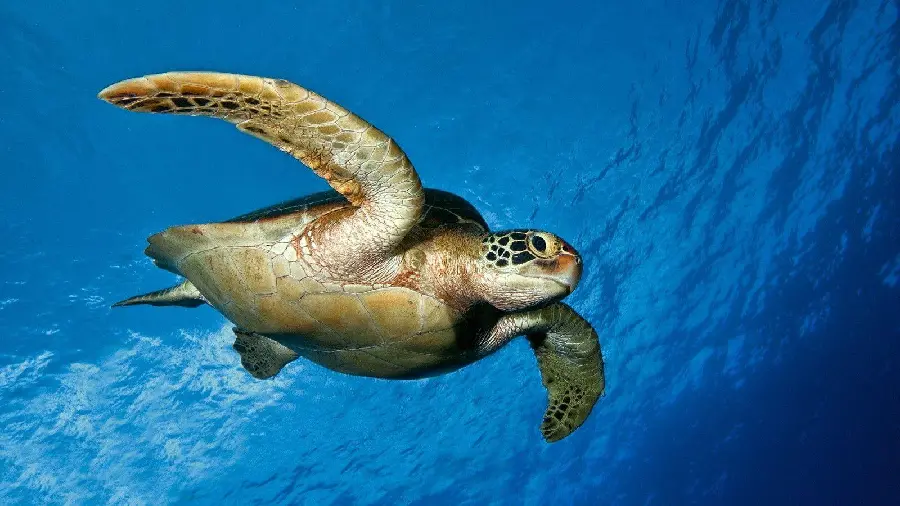 Turtle HD Quality Photo Download