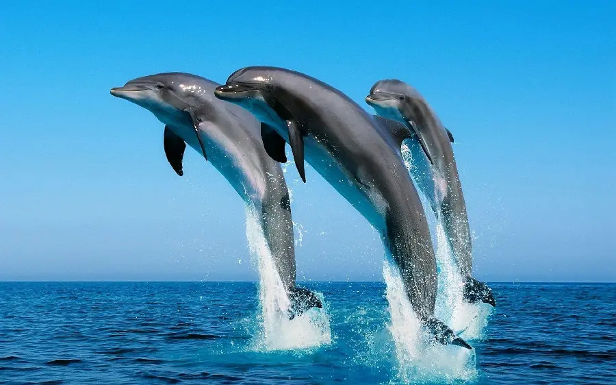 Fantasy dolphin high quality photo HD