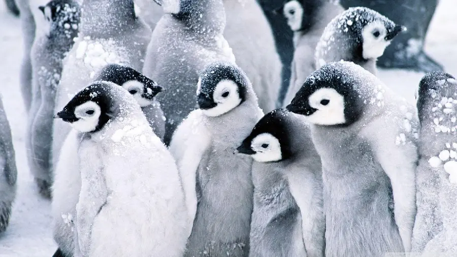 Black and White Penguin Photo for Minimalist Lovers