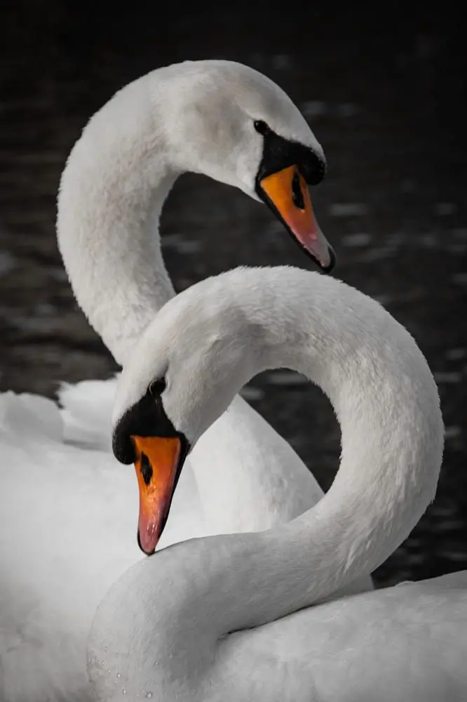 Emotional Portrait of Swan Couple