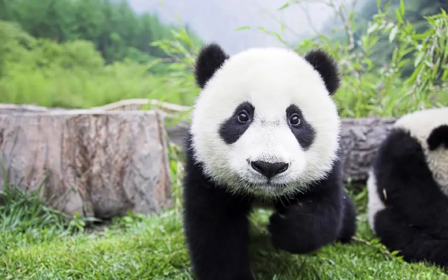 High Definition Panda Photography
