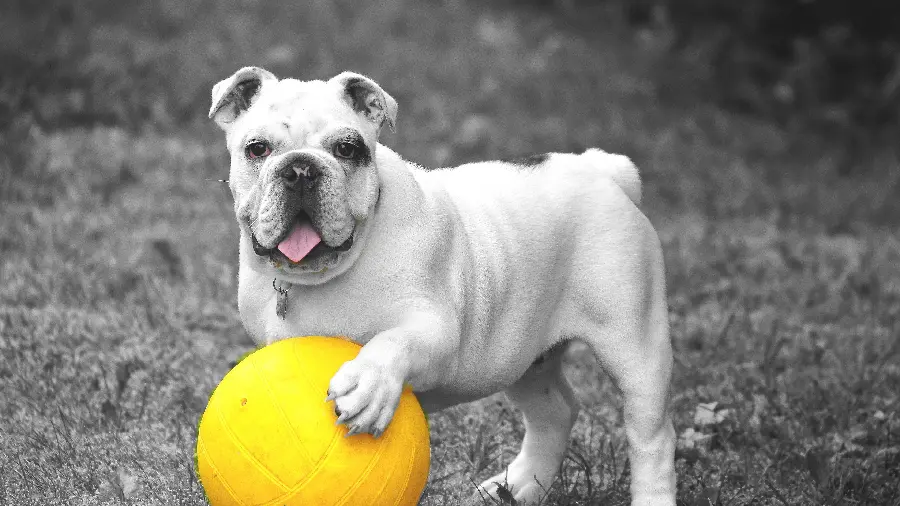 Playful Bulldog wallpaper in 4K Ultra HD quality