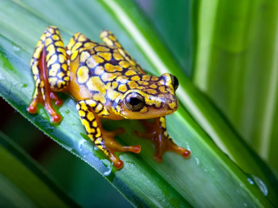 High Quality Frog Images For Educational Use