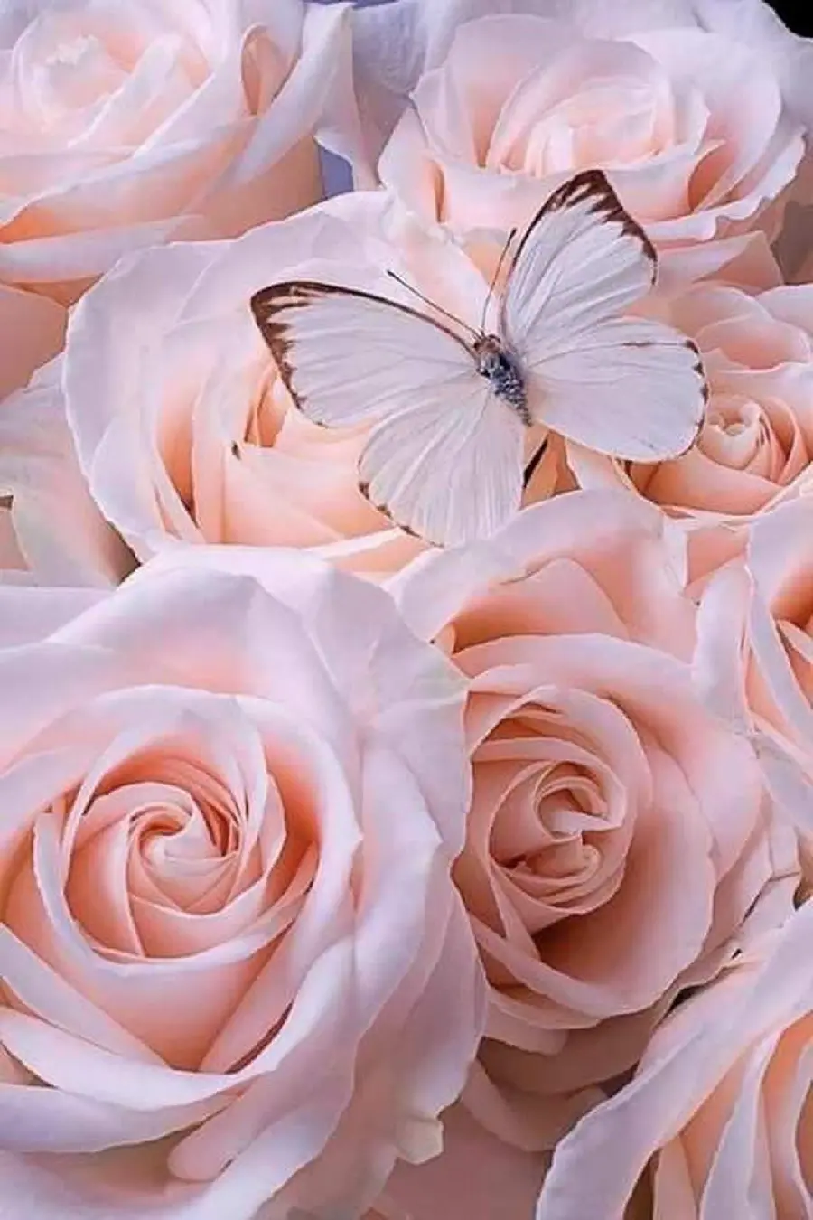 Pink rose and butterfly profile photo
