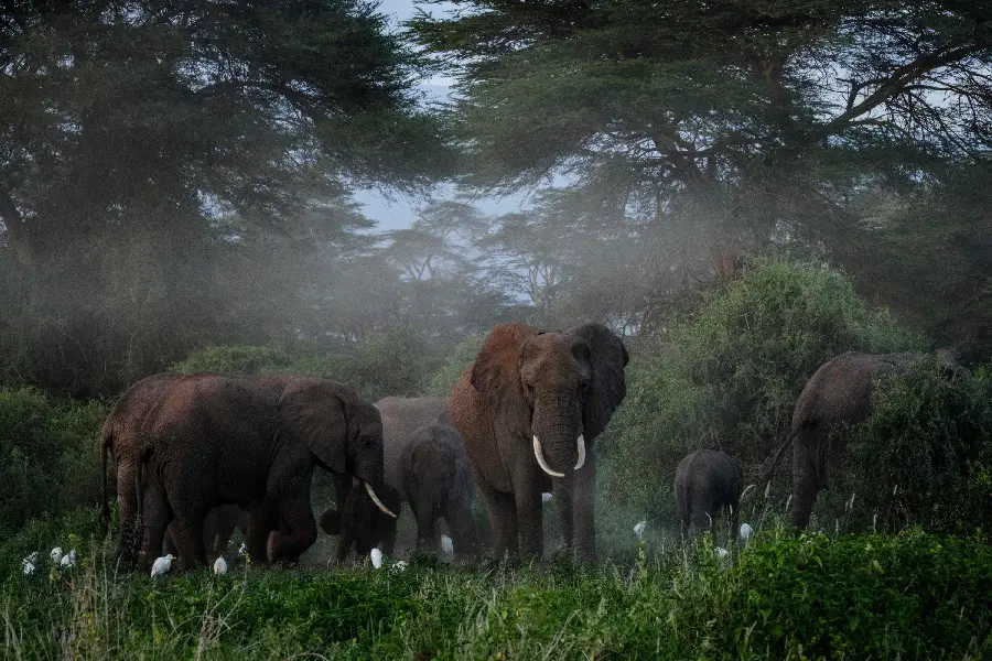 Download African Elephant Image