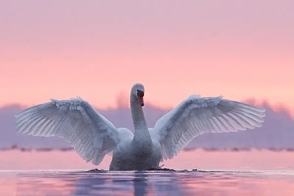 Emotional Swan Swimming Photography