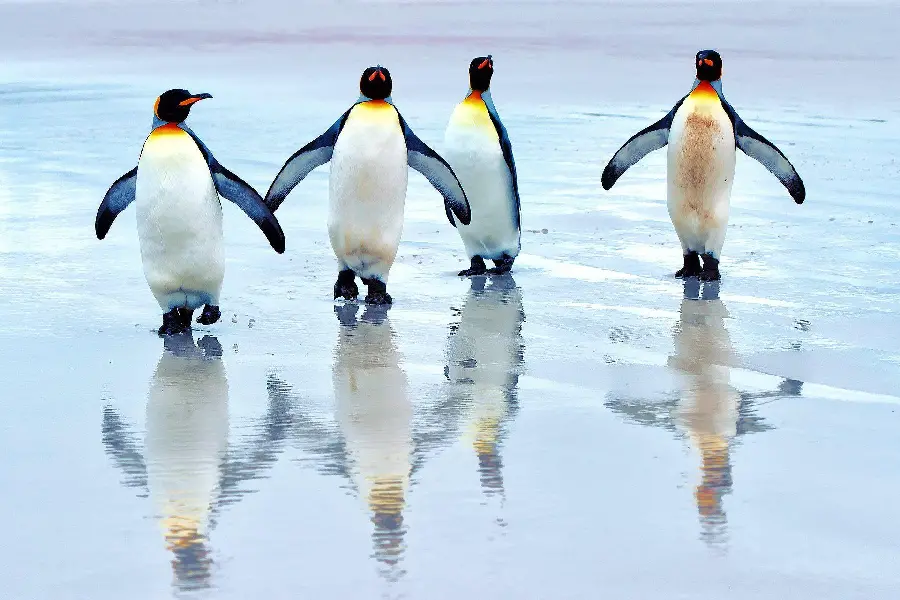 High Quality Penguin Image for Download