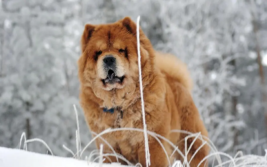 Cute Chow Chow Wallpaper For Desktop