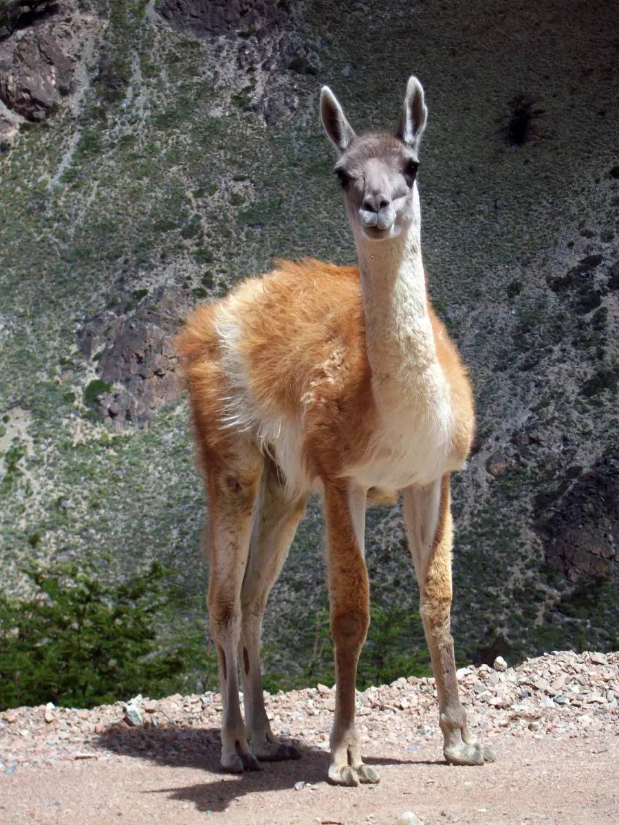 Funny Llama Mobile Wallpaper Cute
