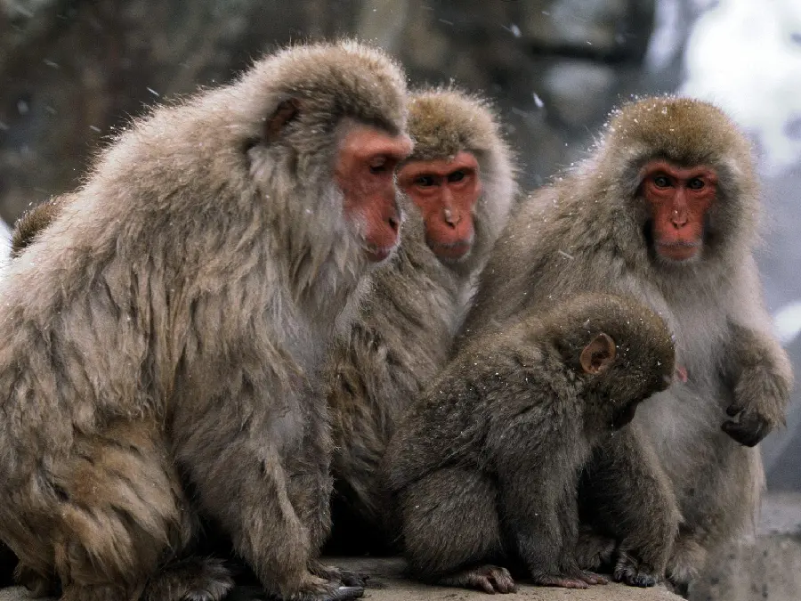Monkey Family Eating Coconut High Quality Photo