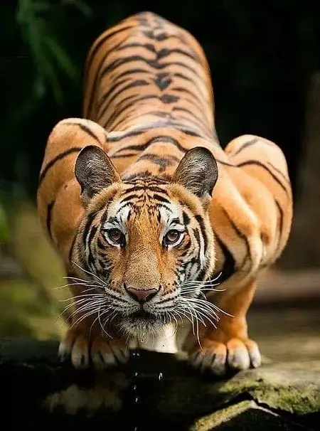 Cool Wild Tiger Phone Wallpaper HD Quality