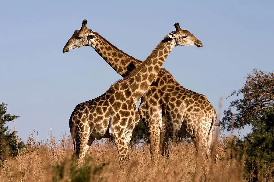 Real Giraffe High Quality Wildlife Photography