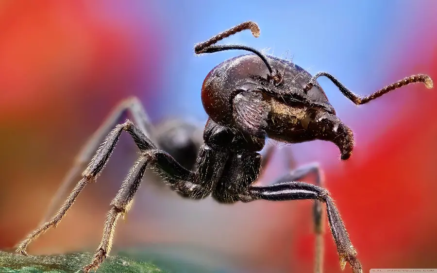 Close-Up Macro Photo of an Ant's Detailed Features