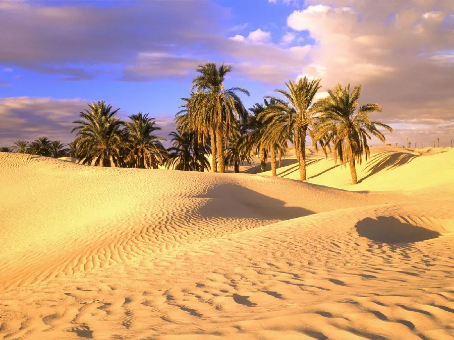 Beautiful Desert and Wilderness Wallpaper