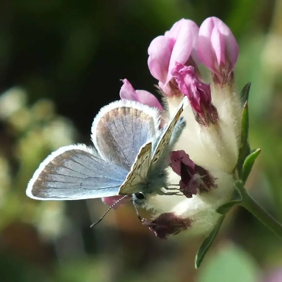 Beautiful Butterfly Profile Picture HD Nature Photo