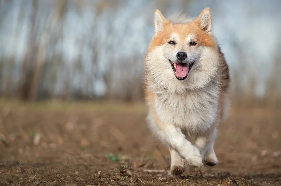 Icelandic Sheepdog wallpaper in best quality