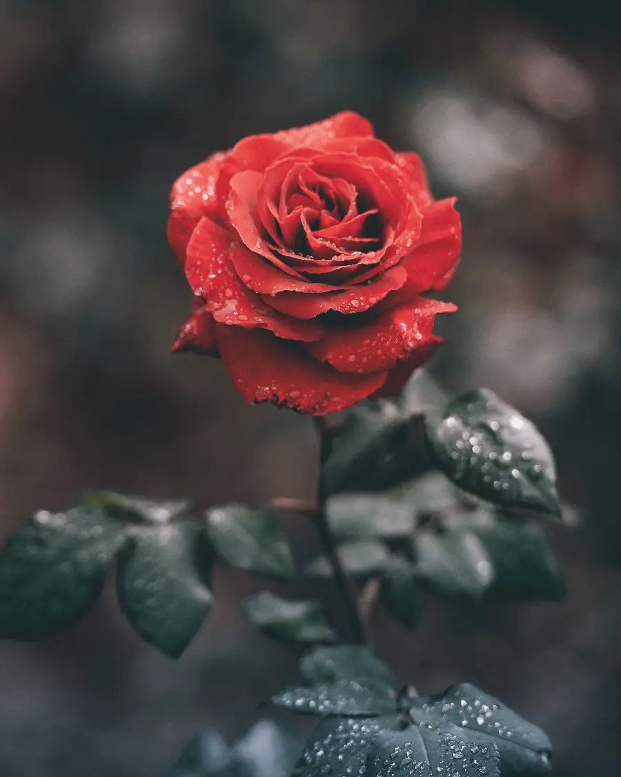 Best Quality Red Rose Profile Picture