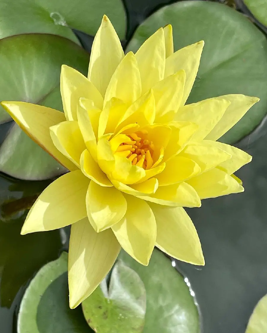New Chic Background of Pretty Beautiful Yellow Flower