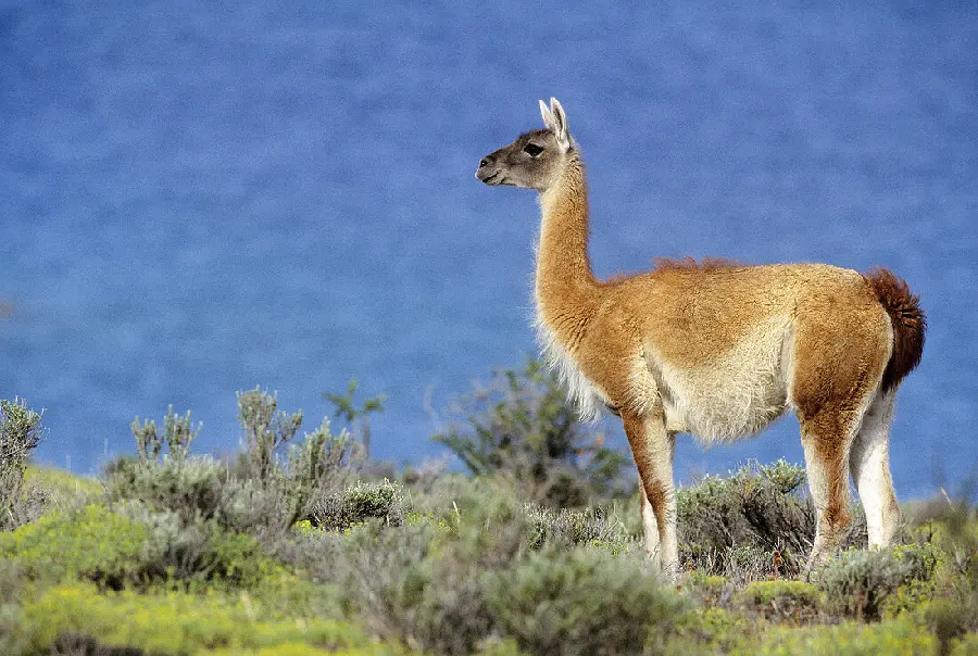 Guanaco Llama High Quality Photo
