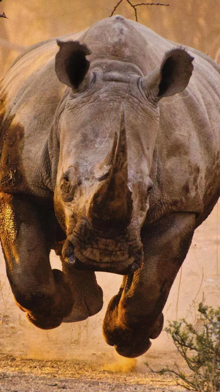 Rhinoceros close up high quality photo