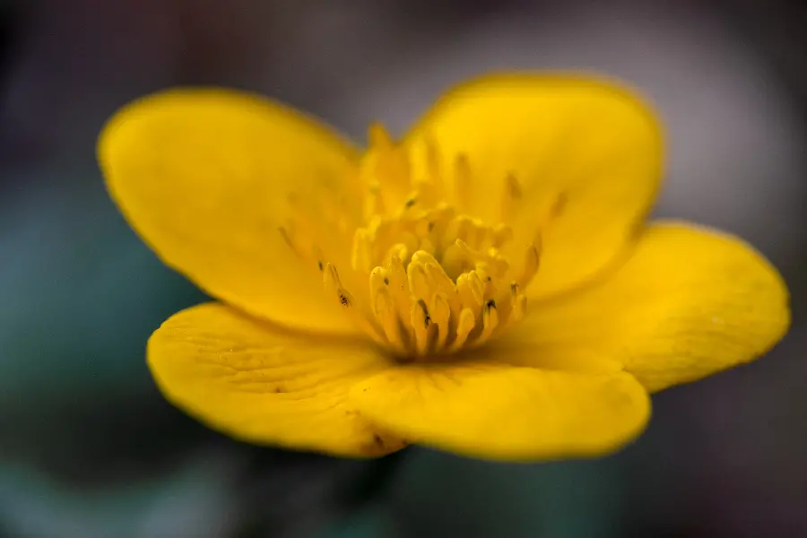 Download macro photo of beautiful yellow flower in best quality