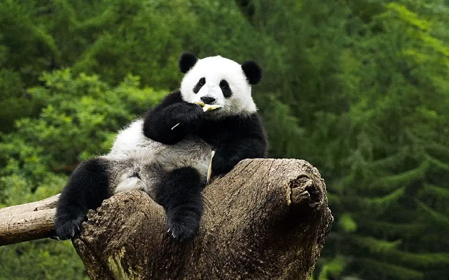 Fantasy Style Panda Profile Photo
