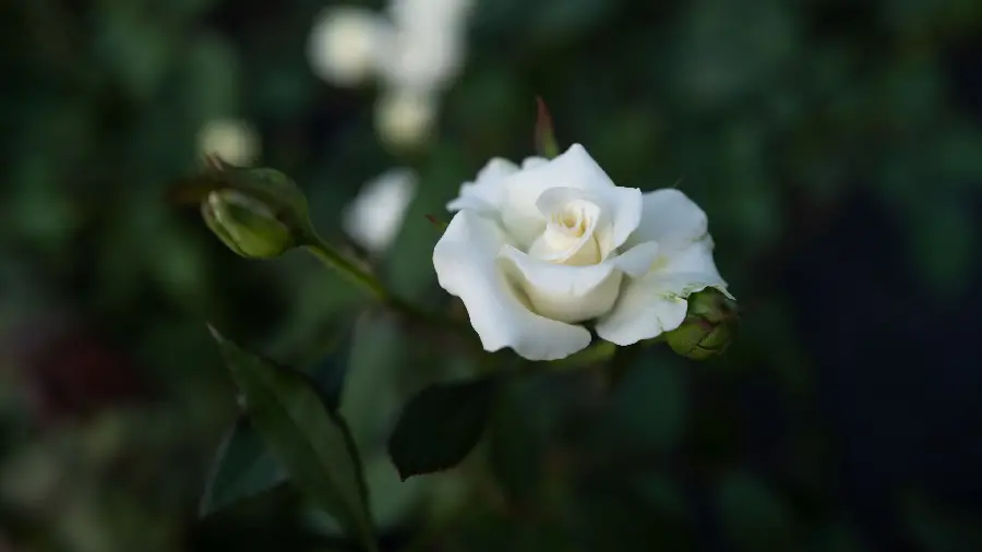 White Rose in Garden High Quality