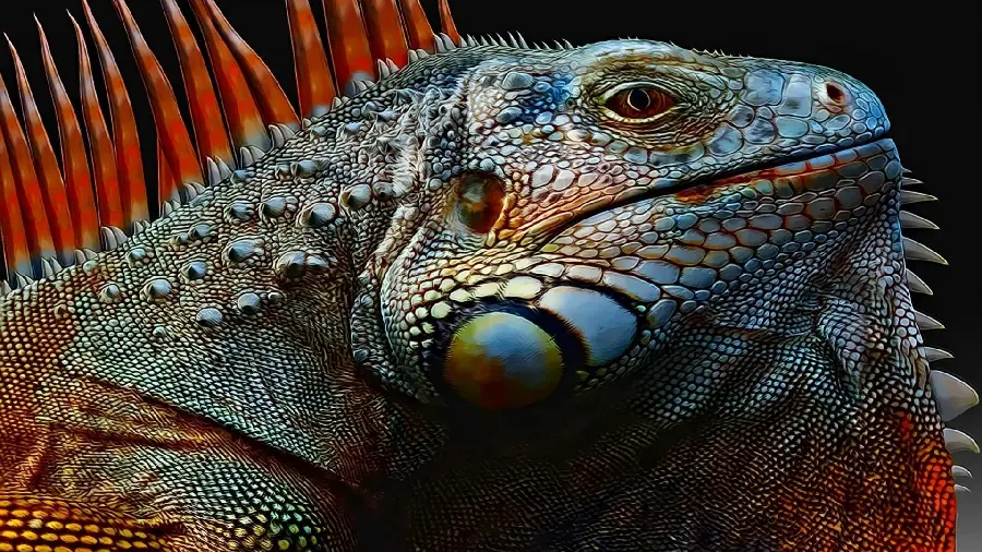 Pet iguana photos high quality