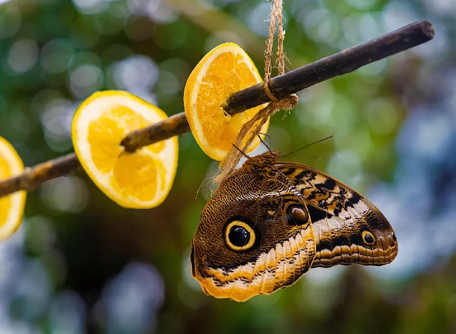 Best quality butterfly wallpaper for desktop
