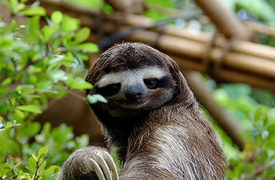 Adorable Tree Sloth Image