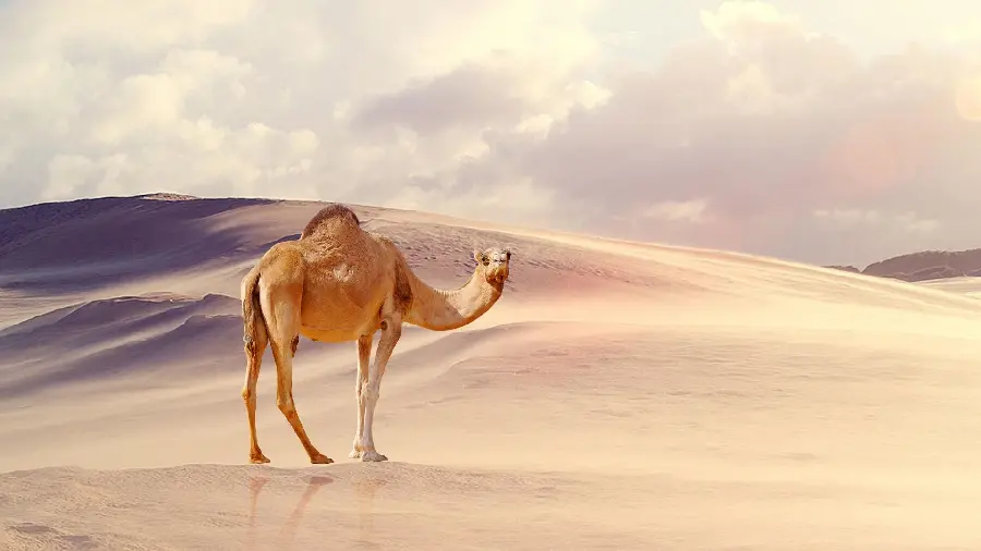 Stunning High Quality Photo Of Camel In Desert Landscape