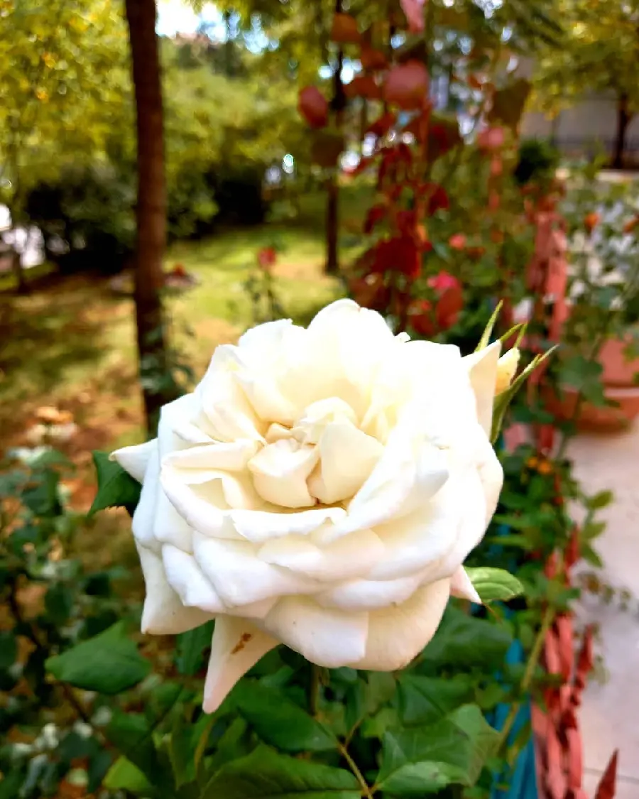 Romantic White Rose High Quality Photo