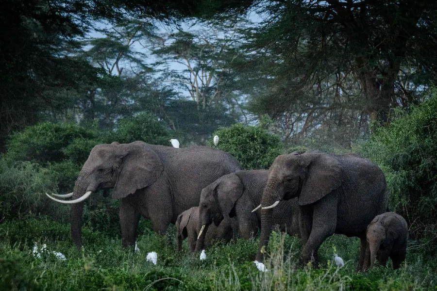Elephant Group in Forest Photo