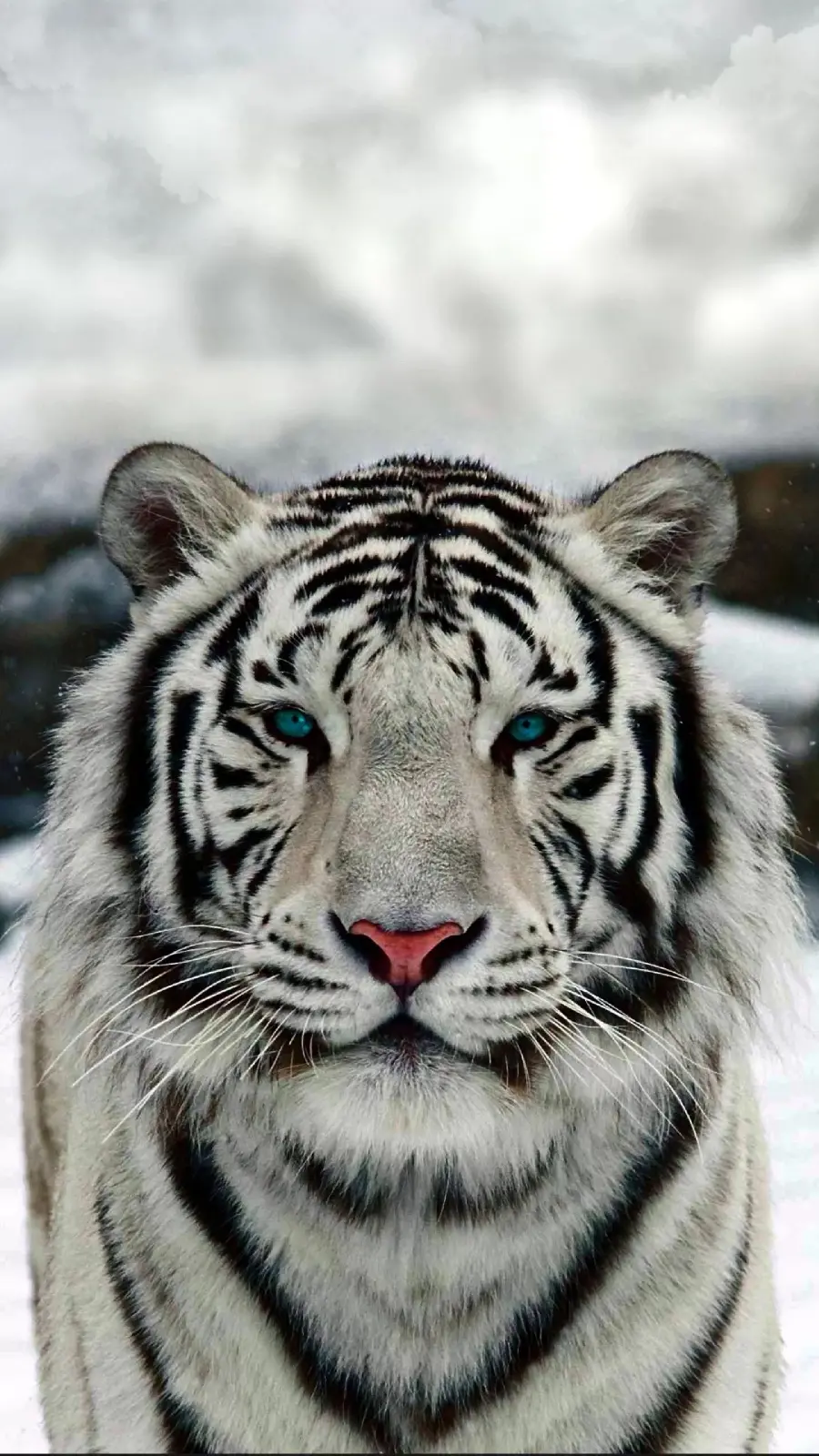 White Tiger with Blue Eyes HD Photo