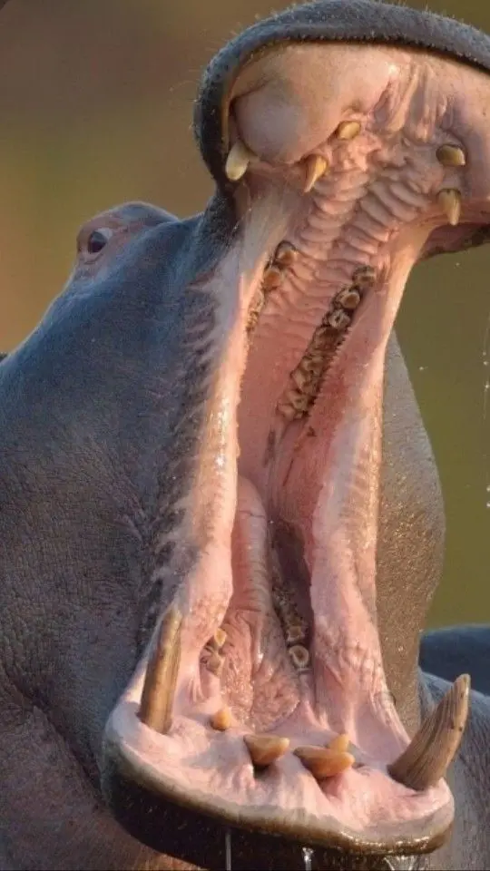 Hippo world's most aggressive animal photo for World Hippo Day