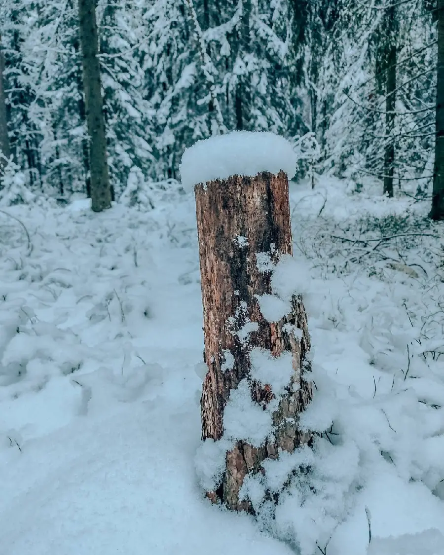 Winter forest wallpaper single cut tree