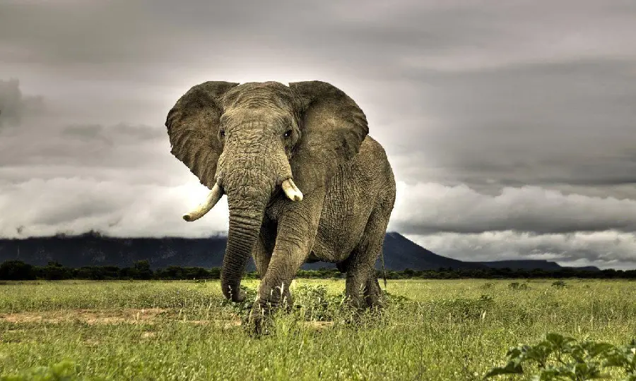 High Quality Elephant Photo Perfect For Profile Pictures