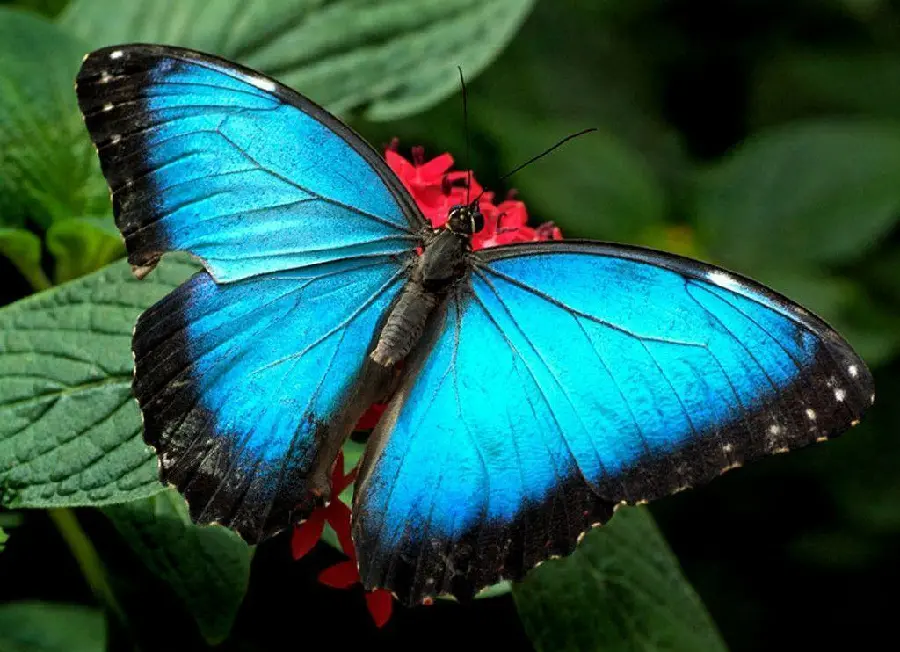 Blue Butterfly Rare Species with Structural Coloration