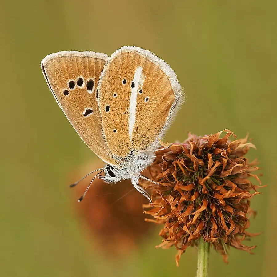 Beautiful butterfly photo for wallpaper