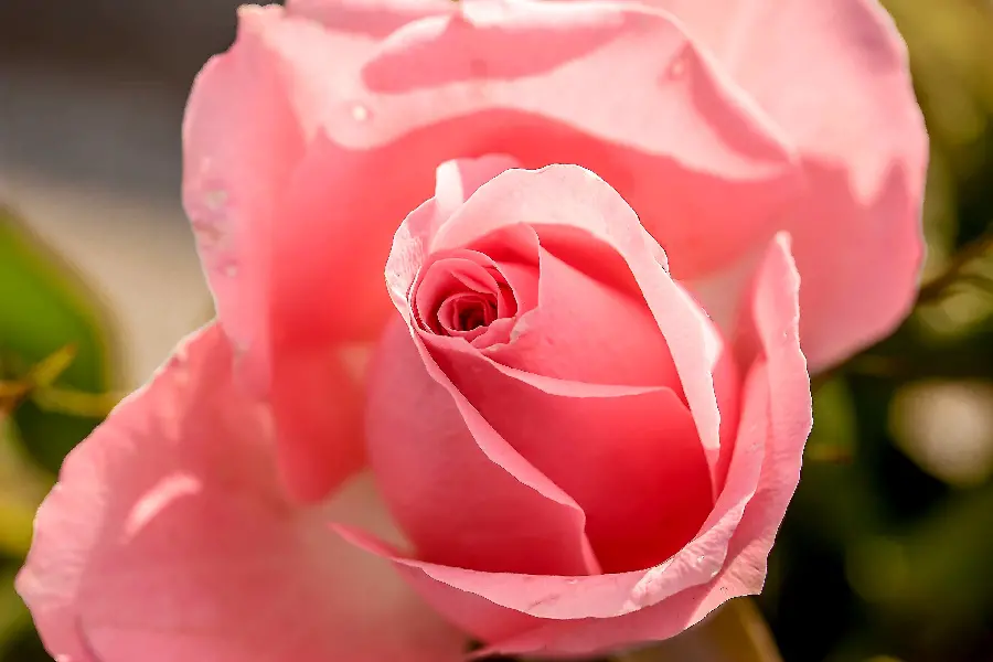 High Quality Pink Rose Photo for Desktop