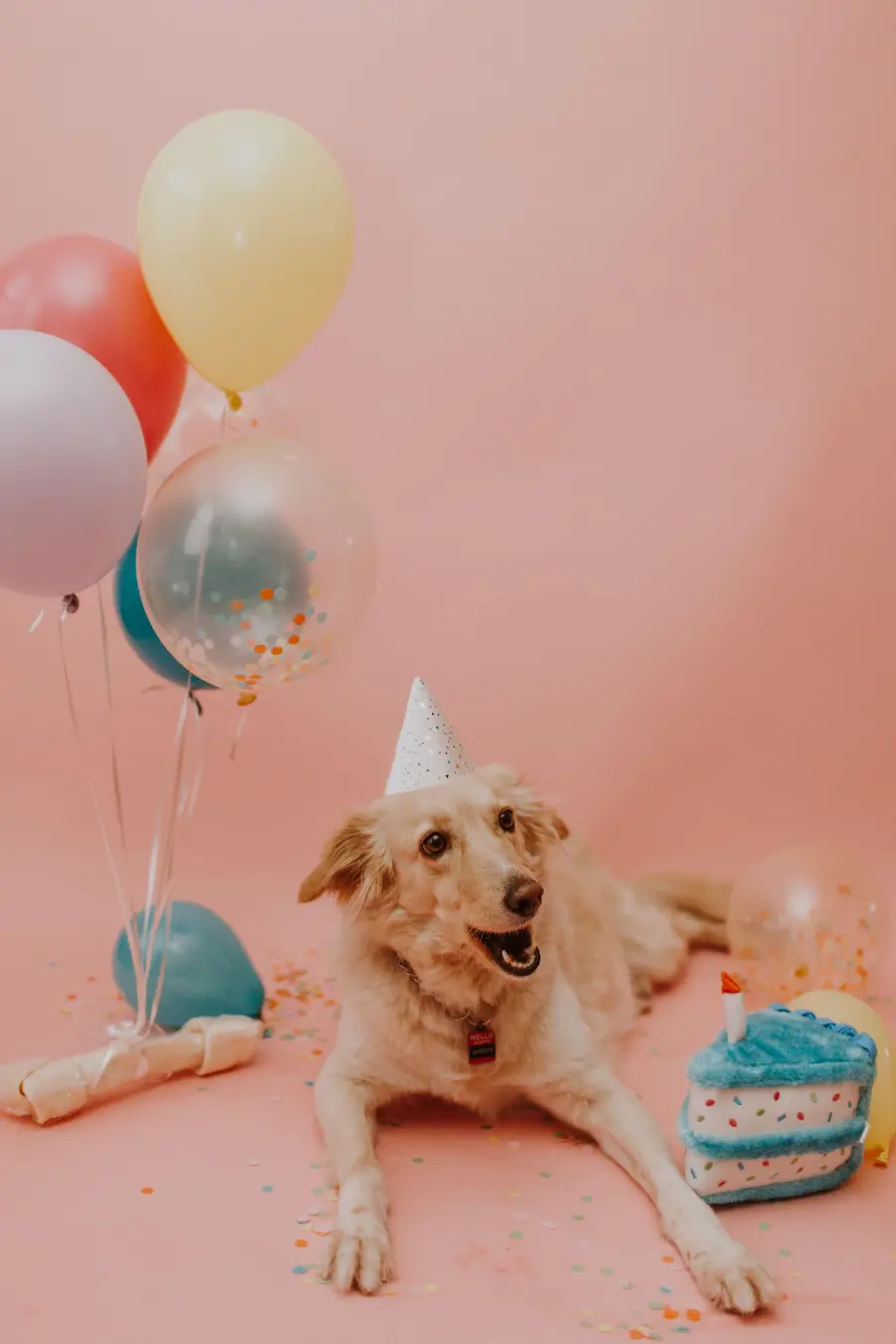 Download Dog Birthday Party Image for Pet Lovers