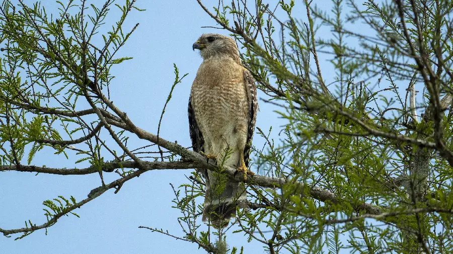 Forest Eagle High Quality Wallpaper
