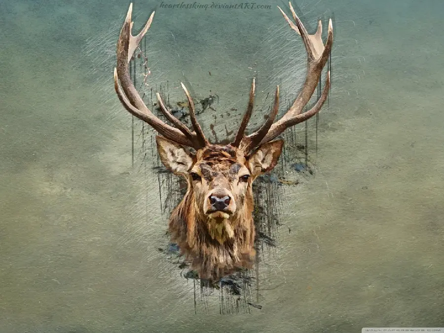 Male deer profile picture HD quality