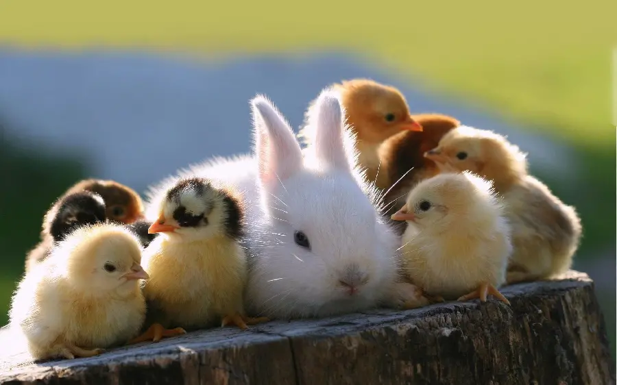Chick and Rabbit Together Photo for Animal Friendship