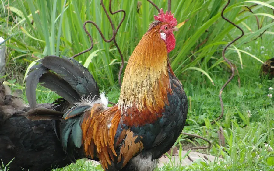 Vibrant Multicolored Rooster Image