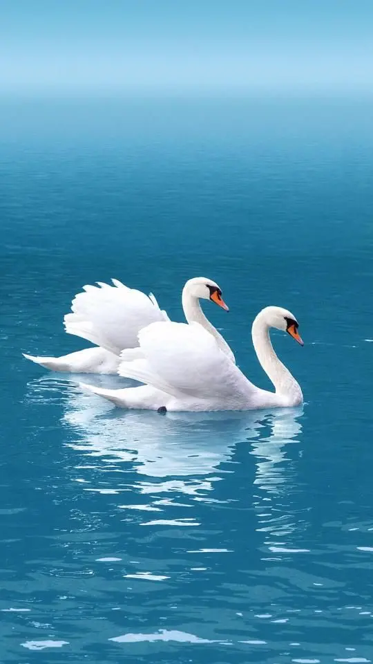 High Quality Swan Profile Picture